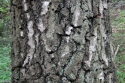 Bark