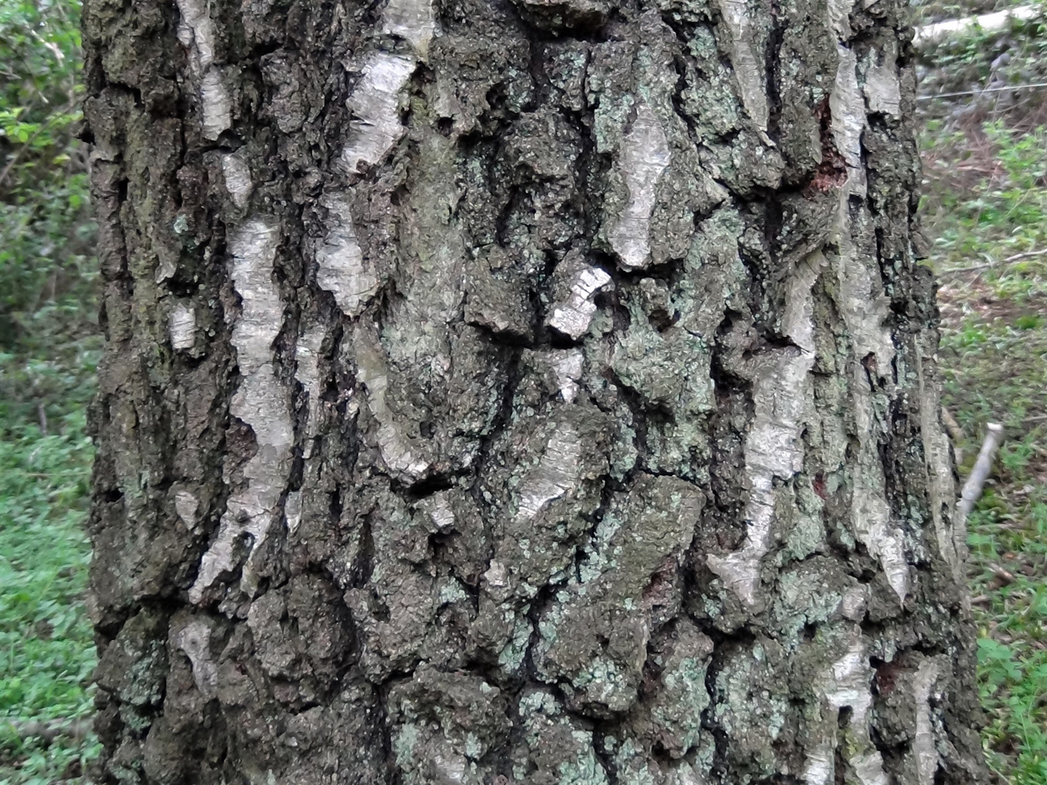 Silver Birch Betula Pendula