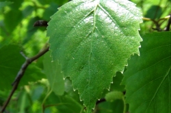 Leaves