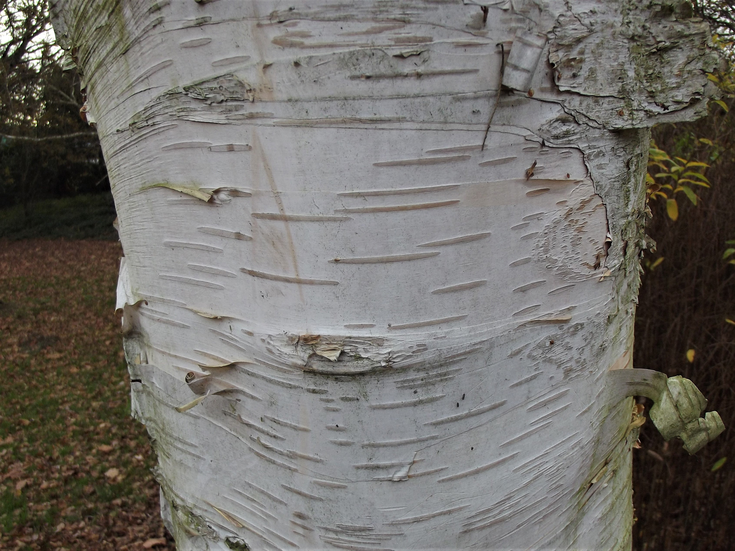 Silver Birch Betula Pendula