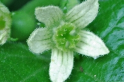 Female Flowers