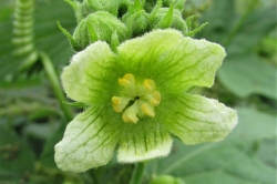 Male Flowers