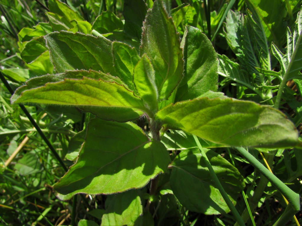 water-mint