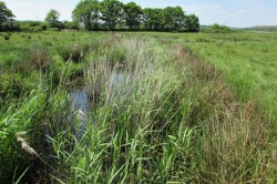 Habitat