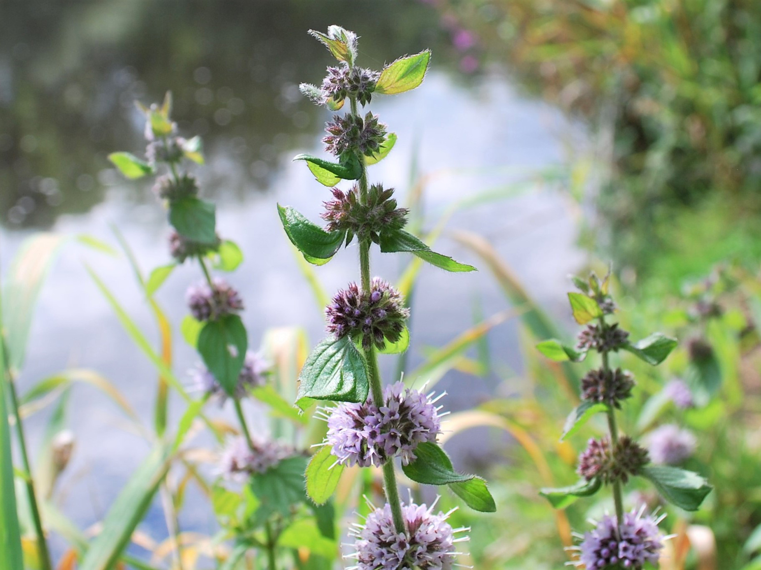 Water Mint