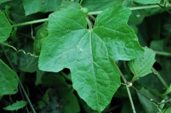 Leaves