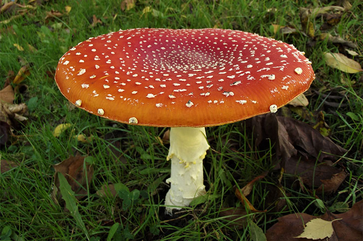 Identifying Amanitas