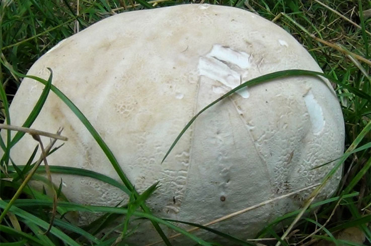 White balls in the Wood! – Common Puffball – The Mushroom Diary – UK Wild  Mushroom Hunting Blog