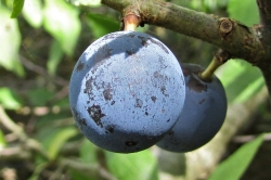 Fruit