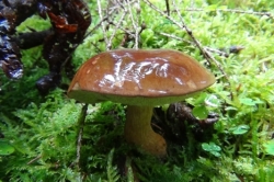 Bay Bolete