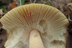 Gills