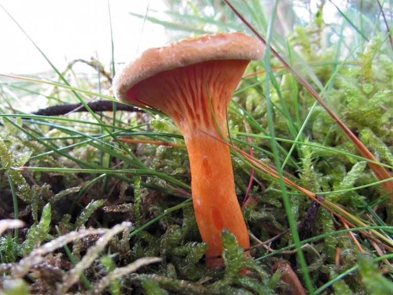 False Chanterelle