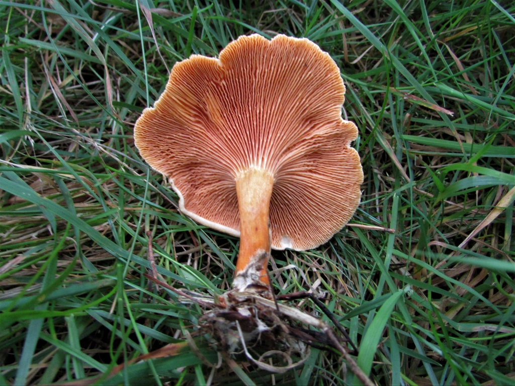 False Chanterelle