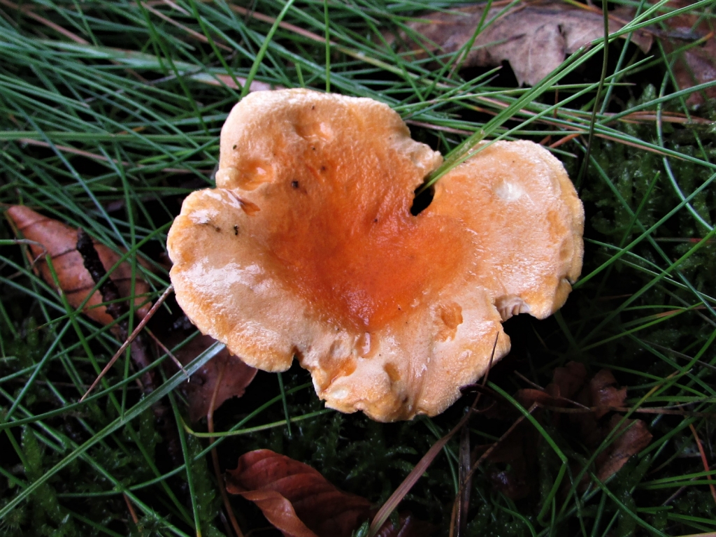 False Chanterelle