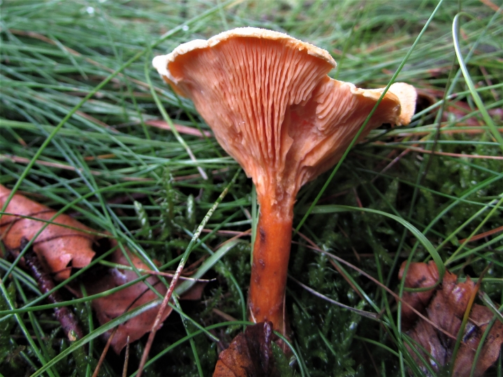 False Chanterelle
