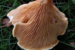 Gills