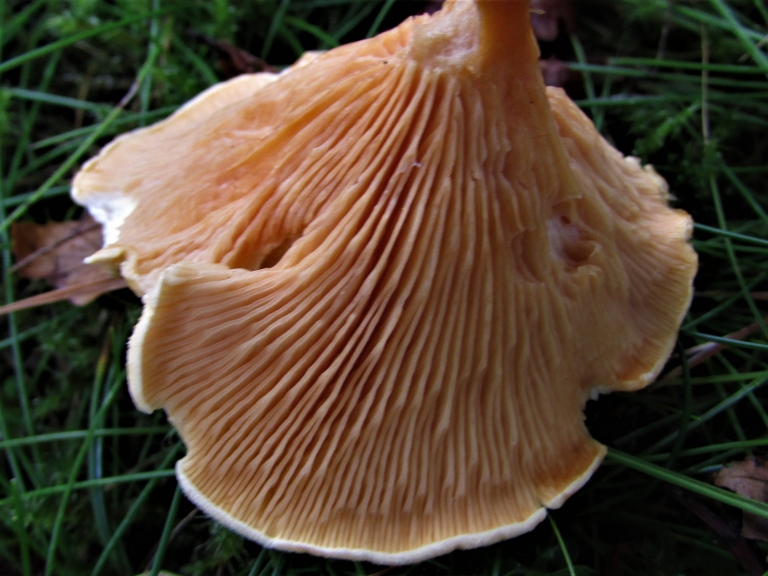 False Chanterelle