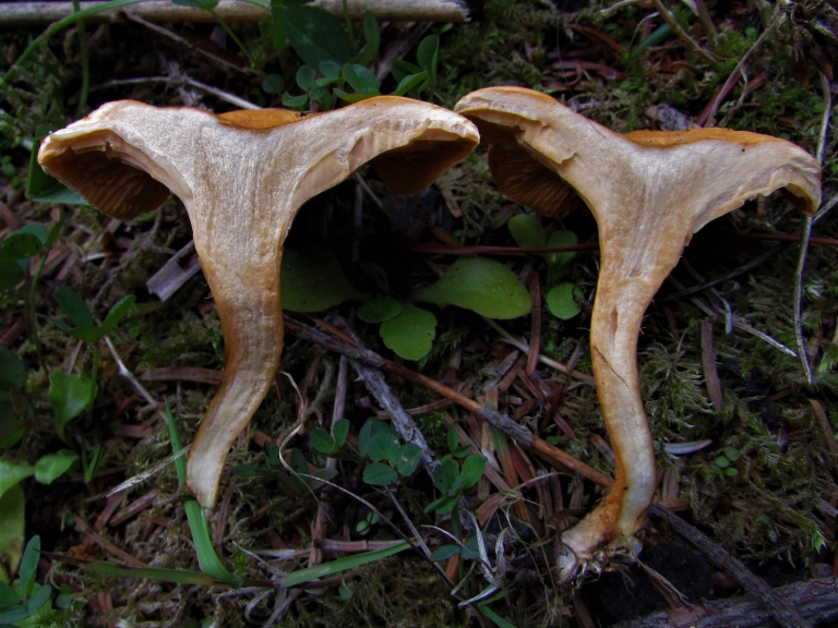 False Chanterelle