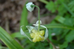 Few-Flowered Garlic