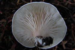 Gills