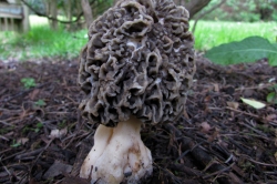 Common Morel