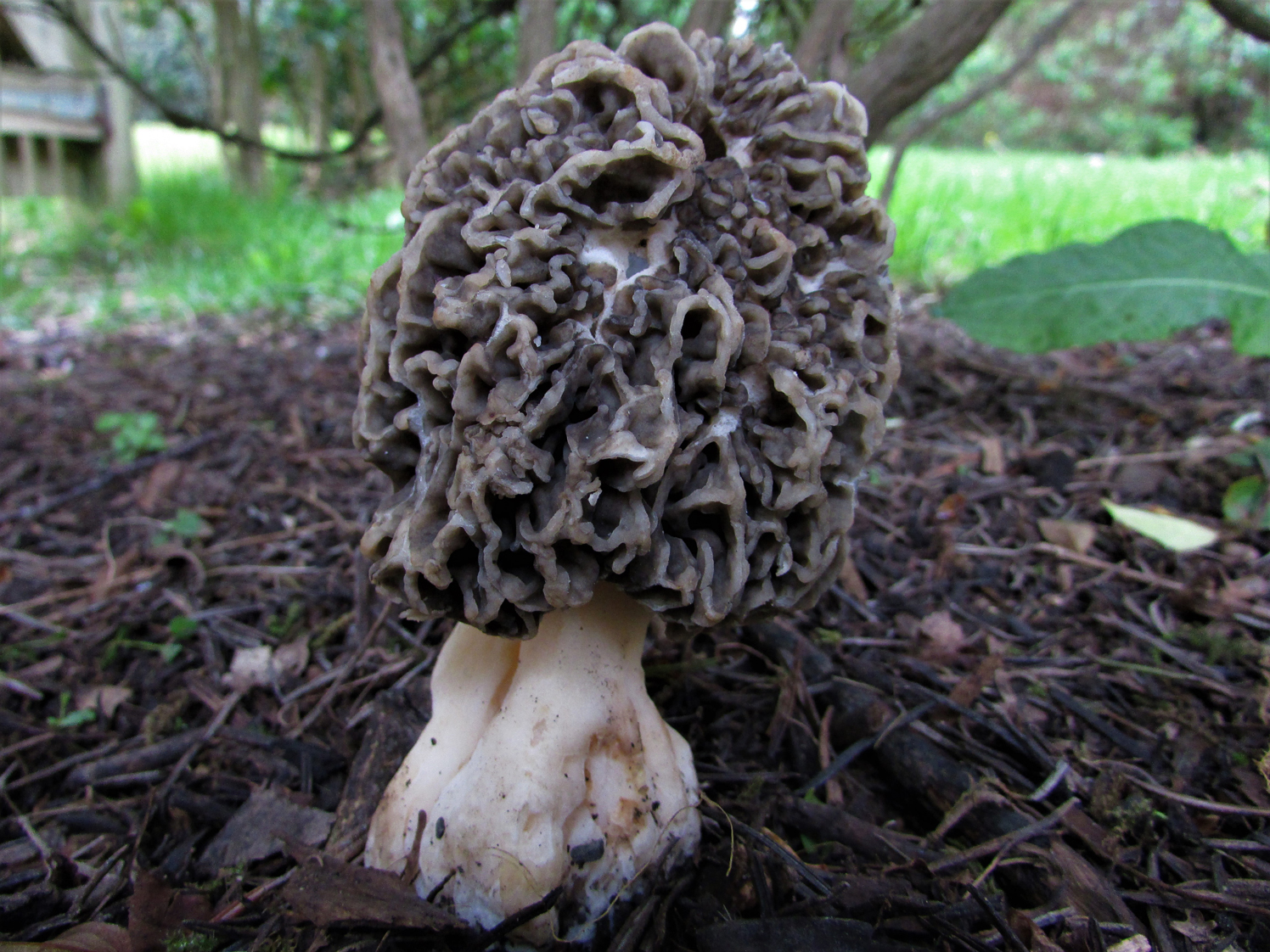 Can You Grow Morel Mushrooms Inside Common Morel