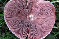 Gills