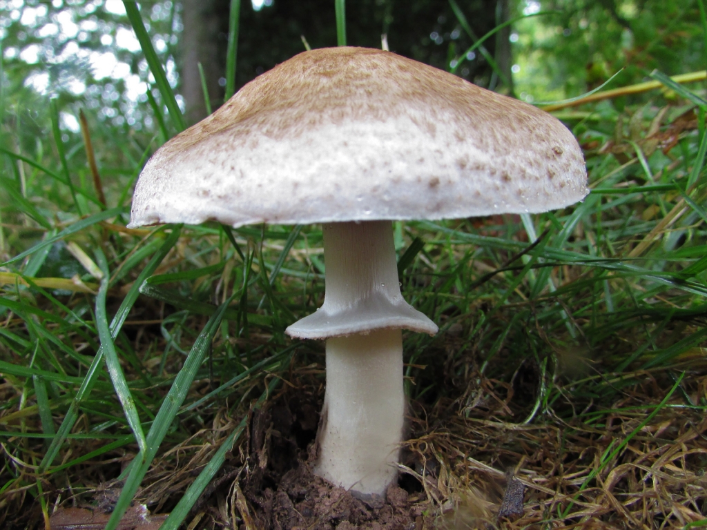 Scaly Wood Mushroom