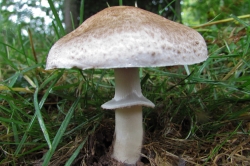 Scaly Wood Mushroom