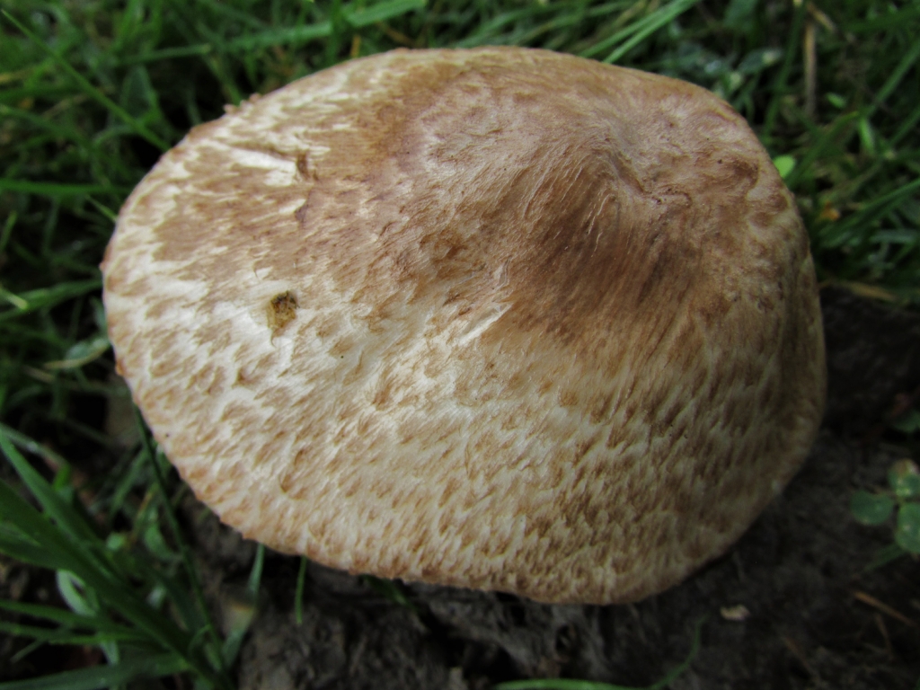 Scaly Wood Mushroom