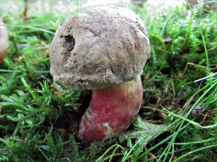 Bitter Beech Bolete