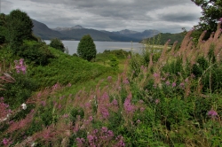 Rosebay Willowherb