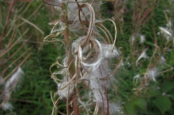 Seeds