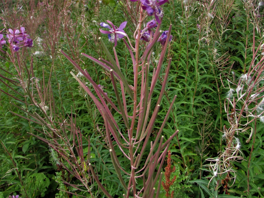 RoseBay Willow Herb, Fire Weed, Chamerion angustifolium
