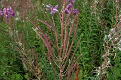 Seed Pods