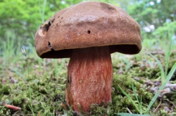 Scarletina Bolete