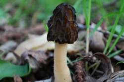 Semifree Morel