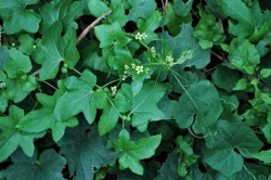 White Bryony