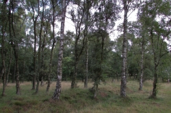 Habitat