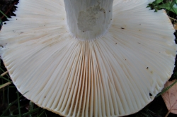 Gills