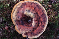 Fruiting Body