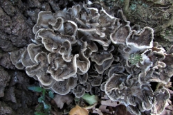 Hen of the Woods