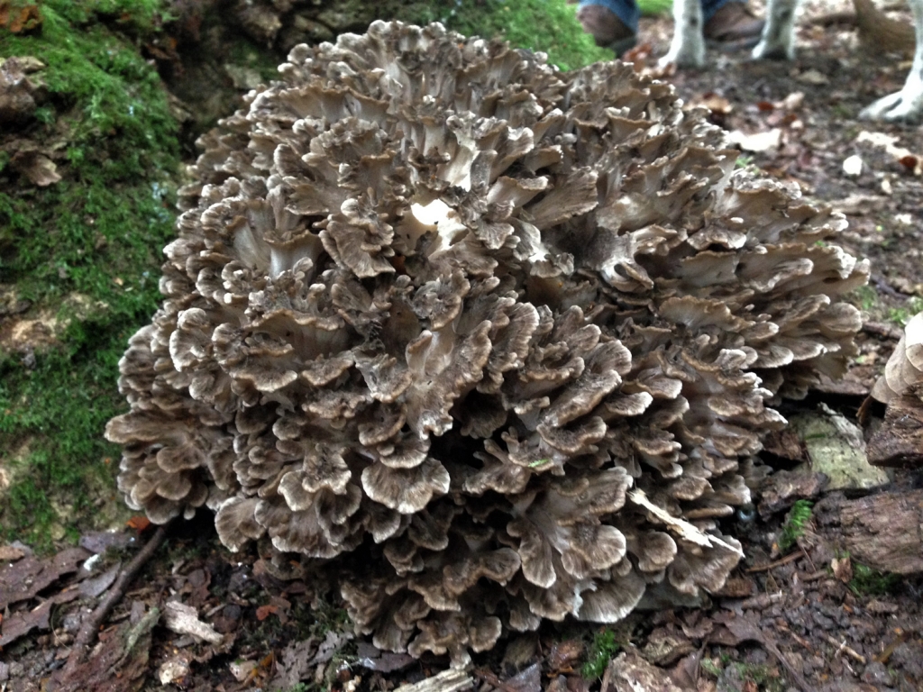 Hen of the Woods