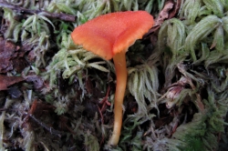 Vermillion Waxcap