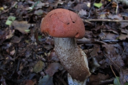 Orange Bolete