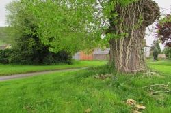 Habitat