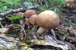 Poplar Fieldcap