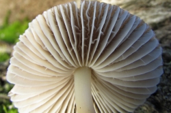 Gills