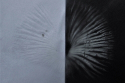 Spore Print