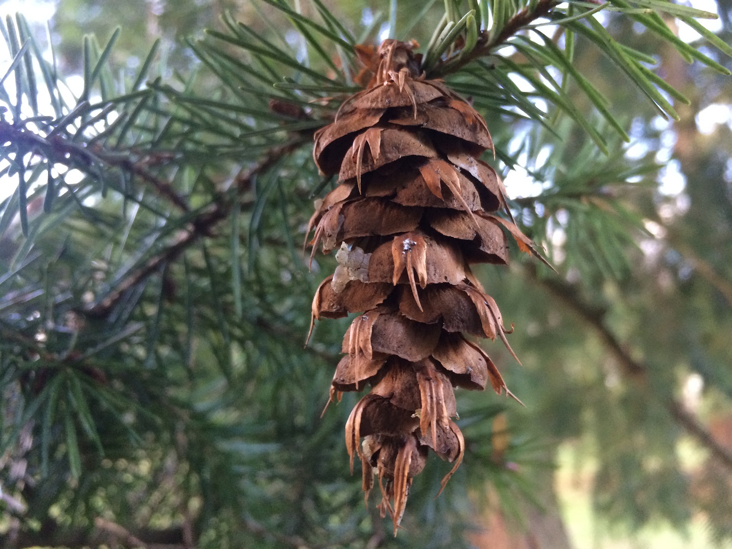 douglas fir tree cone